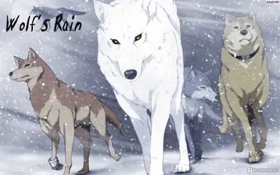 Шикарный Косплей по мотивам анимационного сериала Wolf's Rain