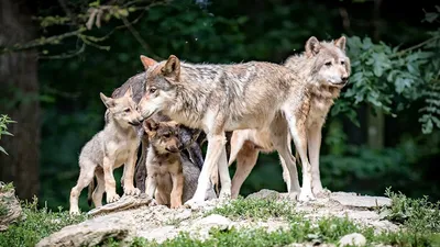 Волчица с волчатами, милые …» — создано в Шедевруме