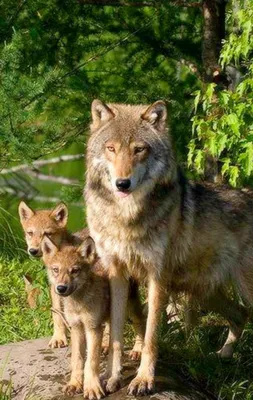 Волчица с волчатами #35