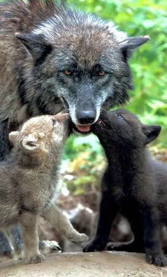 Волчица с волчатами #44