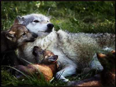 Волчица с волчатами - 75 фото