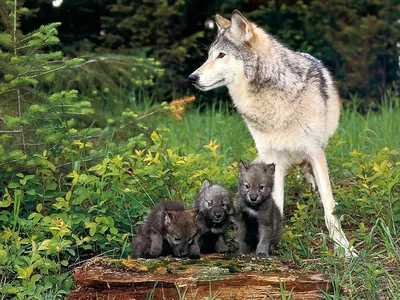 Картинки семья волков летом (69 фото) » Картинки и статусы про окружающий  мир вокруг