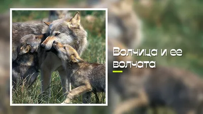 LinxOne постер на экокоже "Волки волчата волчица" / декор для дома /  интерьер / подарок / на стену / на кухню | AliExpress