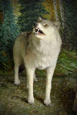 Картинки на тему #волчица - в Шедевруме