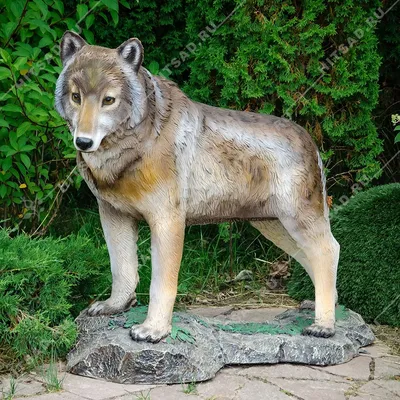 Волчица | Пикабу