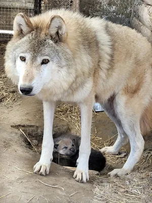 ▪️// Черная Волчица//▪️ | Facebook