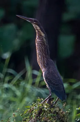 Малая выпь (волчок) Ixobrychus minutus Little Bittern