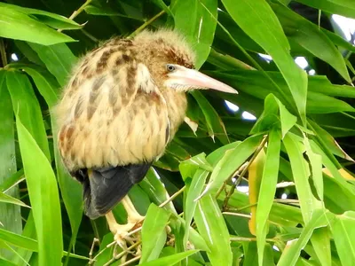 Малая выпь (волчок) Ixobrychus minutus Little Bittern