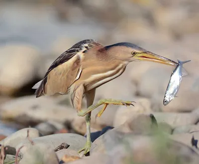 Амурский волчок - eBird