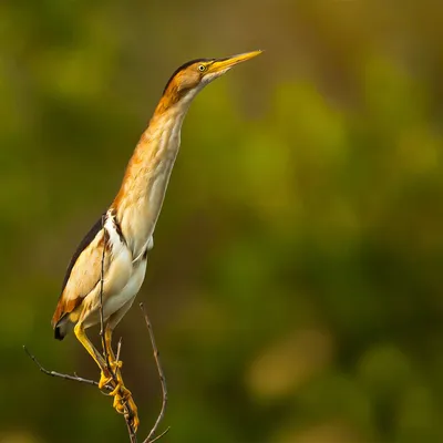 Китайский волчок - eBird