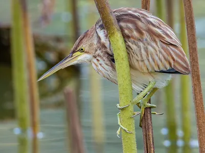 Китайский волчок - eBird