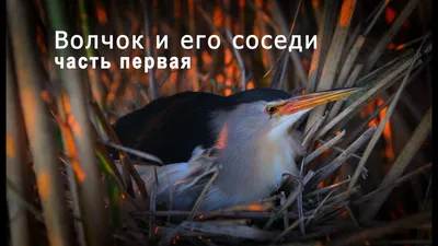 Малая выпь (волчок) Ixobrychus minutus Little Bittern