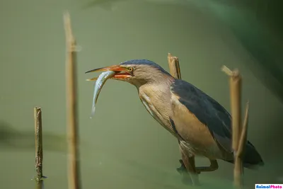 Наклейка Toucan на круг, шаблон, мягкий коврик, дверной проем, нескользящий  коврик с поглощением воды, волчок, птица, тропические милые птицы, джунгли,  зеленый | AliExpress