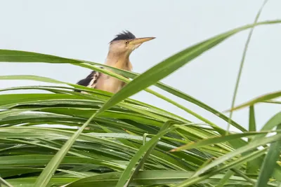 Малая выпь (волчок) Ixobrychus minutus Little Bittern