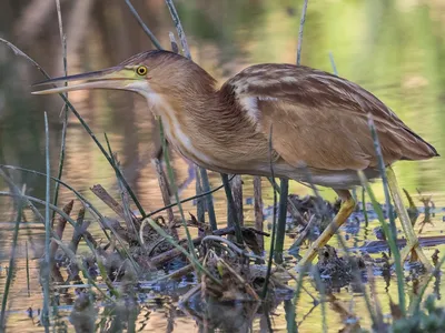 Американский волчок - eBird