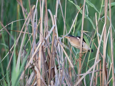 Волчок - eBird