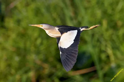 Малая выпь (волчок) Ixobrychus minutus Little Bittern