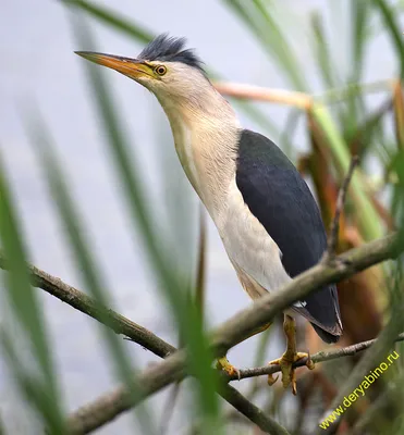 Китайский волчок - eBird