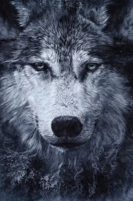 Картина Picsis Черно-белый портрет волка, 660x430x40 мм 3745-9847037 -  выгодная цена, отзывы, характеристики, фото - купить в Москве и РФ