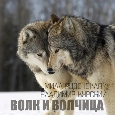 Кто в доме хозяин»: волк или волчица? Распределение ролей по законам  волчьей стаи | Заметки о животных | Дзен