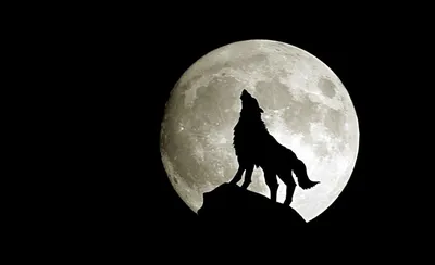 Картинки волчонок воет на луну (66 фото) » Картинки и статусы про  окружающий мир вокруг