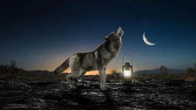 Почему волки воют на Луну? Какова причина данного феномена и почему у людей  волчий вой вызывает страх? | Лапки-Хвостик | Дзен
