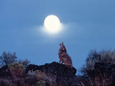 Волки воют ночью на полную луну». Разбор и опровержение нелепого мифа о  животных | Пикабу