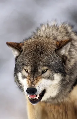 Wolf fangs | Изображения волков, Рисунки с волками, Черные волки