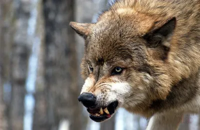 Интерьерная картина на холсте/Злой волк со светящимся глазами - купить по  низкой цене в интернет-магазине OZON (1001825345)