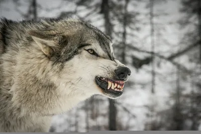 Злой волк в фантастическом лесу …» — создано в Шедевруме