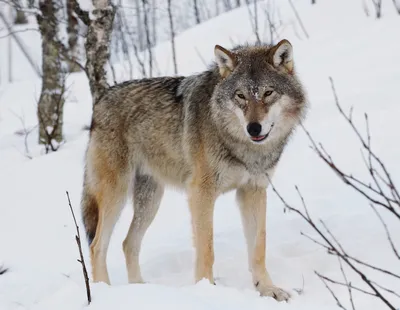 Обыкновенный волк (Canis lupus)