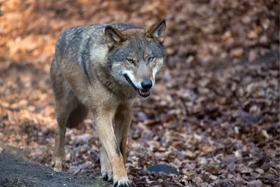 Волк серый обыкновенный (Canis lupus). Подробное описание экспоната,  аудиогид, интересные факты. Официальный сайт Artefact