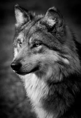 Волк со шрамом на морде на аву — Картинки для аватара