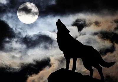 Картинки волк в лесу воет на луну (69 фото) » Картинки и статусы про  окружающий мир вокруг