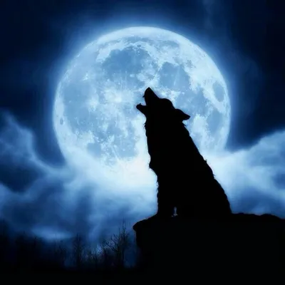 Купить нашивку воющий волк на луну