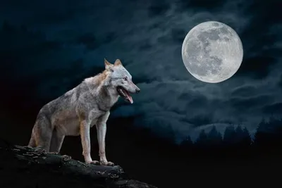 Силуэт волка воющего на луну - фото и картинки 