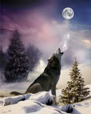 Как нарисовать волка воющего на луну - 33 фото