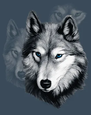 Красивые волки на аватарку и крутые - фото и картинки 