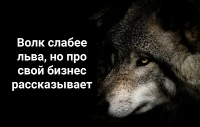 Неважно, кто напротив". Мемы про волков с дурацкими цитатами