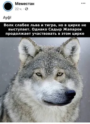 Только мемы: Жапаров, волки и доска Ташиева