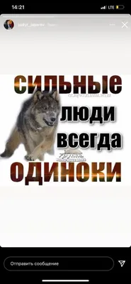 Только мемы: Жапаров, волки и доска Ташиева