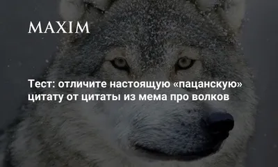 Цитаты волка | Юмор Амино Amino