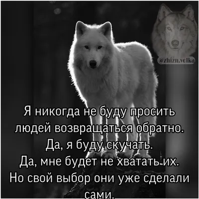 Законы волка. Мы спрятали научные данные под суровые цитаты с суровыми  животными