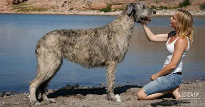 Бурят-монгольский волкодав: огромная собака с большим сердцем | Hill's