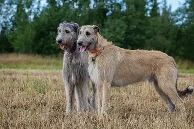 Ирландский волкодав 🐕 - интересные факты 👍 |  | Дзен