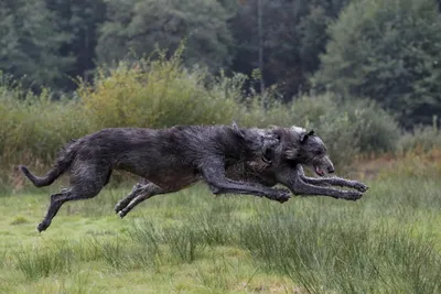 Ирландский волкодав: фото, щенки, характер, уход, все о породе собак  ирландский волкодав | Блог зоомагазина 