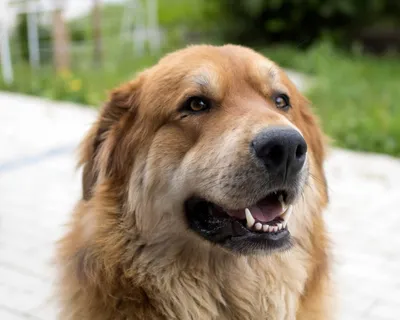 Бурят-монгольский волкодав (Buryat Mongolian Wolfhound) - это спокойная и  уравновешенная порода собак. Описание, фото и отзывы.