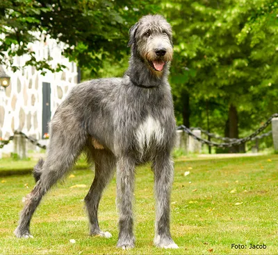 Ирландский волкодав собака: фото, характер, описание породы