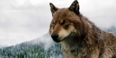 Волки»: колхозные «Сумерки» | Кино | Мир фантастики и фэнтези