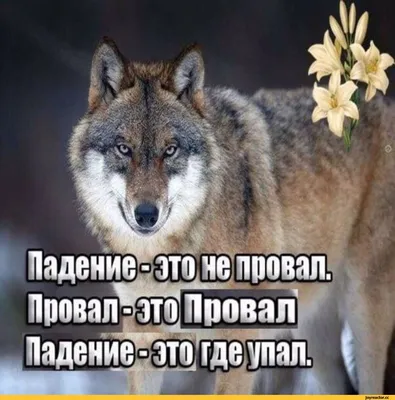 ВОЛК НЕ ПРЕДАСТ ВОЛКА, ВОЛК ВОЛКУ БРАТ, ВОЛКИ ВОЛК ВОЛЧЬЯ ДУША ВОЛКИ, ЕСЛИ  НЕ ВОЛК, ТО КТО волк? во / волки :: приколы для даунов :: картинки с  надписями / смешные картинки